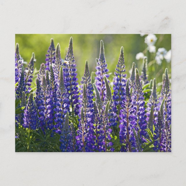 Farbenfrohe Frühlingslupinen.. Postkarte (Vorderseite)