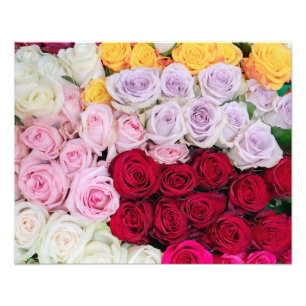 Farbenfrohe gemischte Rosen Fotodruck
