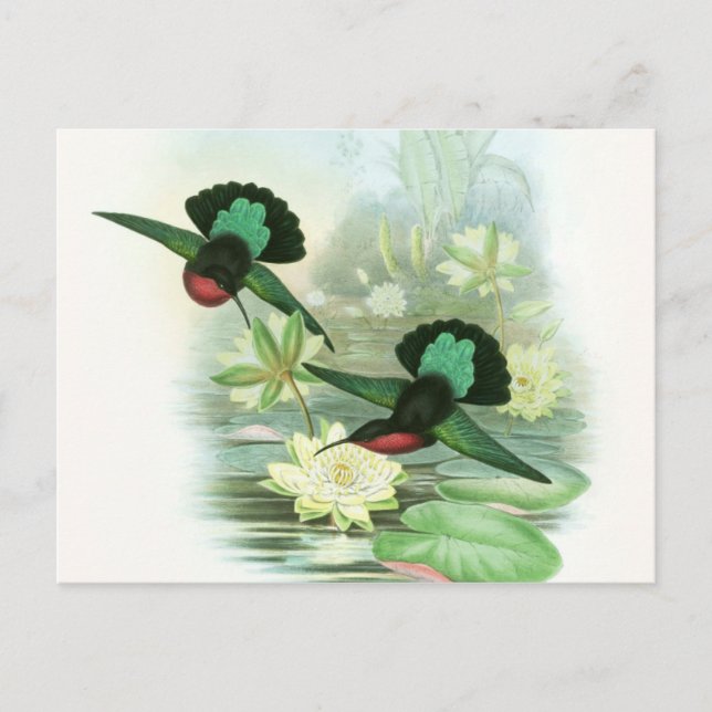 Farbenfrohe Gould Hummingbird-Wasserlilien Postkar Postkarte (Vorderseite)