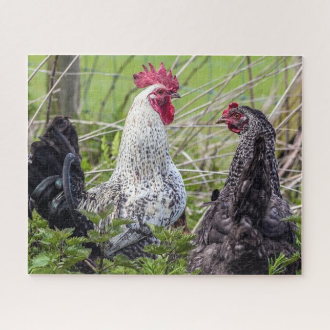 farbenfrohe Hähnchen Puzzle (Horizontal)