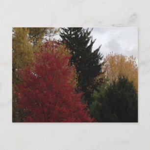 Farbenfrohe Herbstbaum Foto Postkarten