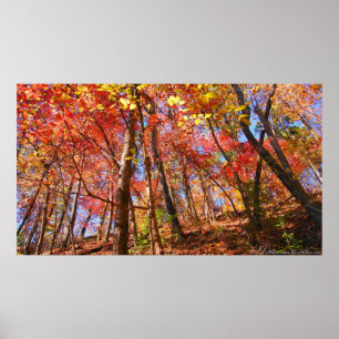 Farbenfrohe Herbstblätter im Waldposter Poster