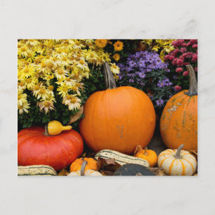 Farbenfrohe Herbstdekoration mit Kürbissen Postkarte