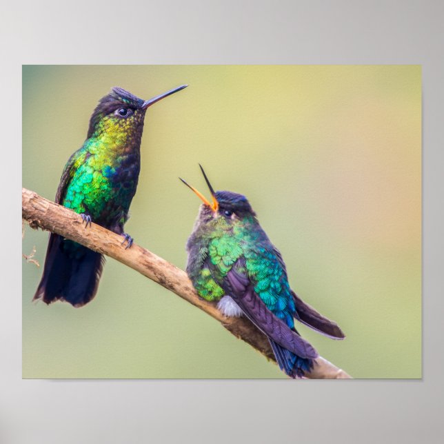 Farbenfrohe Hummingbird Couple Poster (Vorne)