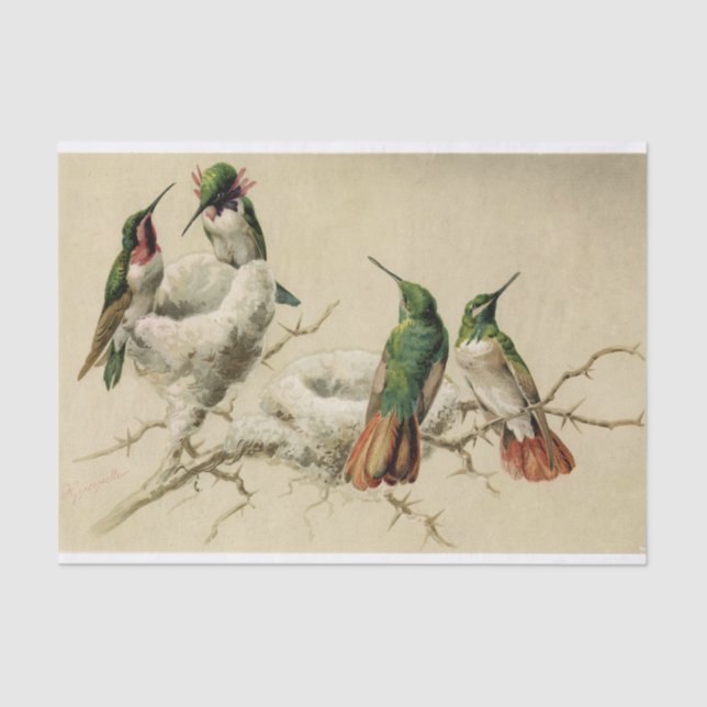 Farbenfrohe Hummingbirds with Nest, Hector Giacome Seidenpapier (Vorderseite)