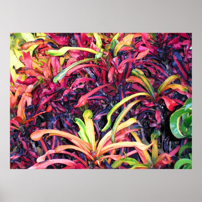 Farbenfrohe Ivy - Poster (Vorne)