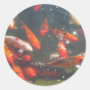 Farbenfrohe Koi Fische im Teich Runder Aufkleber