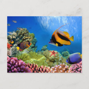 Farbenfrohe Koralle und tropische Fische Postkarte