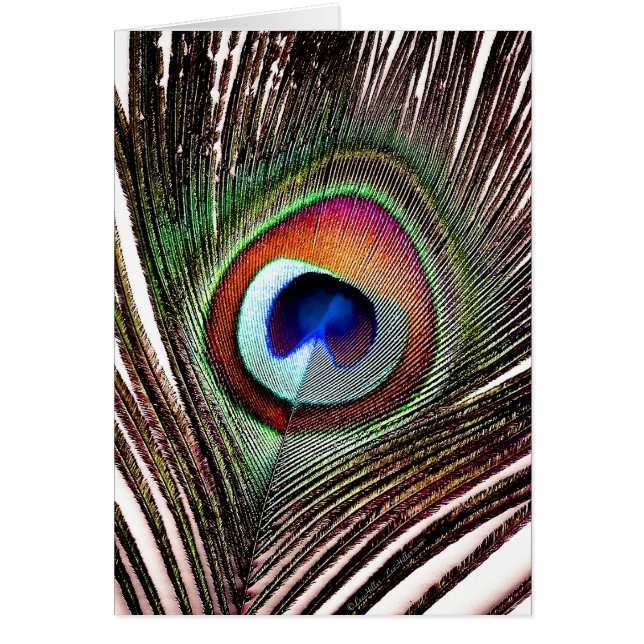 Farbenfrohe Kupfer Peacock Feaather (Vorne)