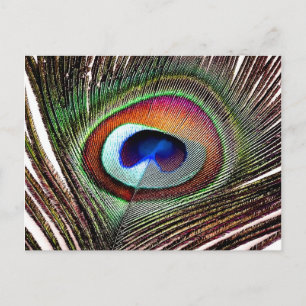 Farbenfrohe Kupfer Peacock Feaather Postkarte