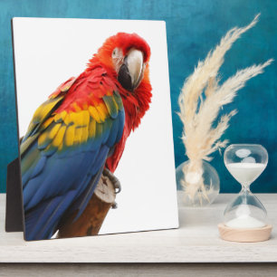 Farbenfrohe Macaw Chic Classy Mod Tropical Fotoplatte