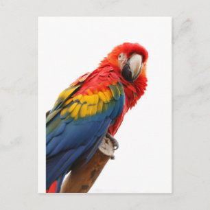 Farbenfrohe Macaw Chic Classy Mod Tropical Postkarte
