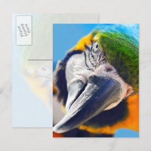 Farbenfrohe Macaw Face Postcard Postkarte
