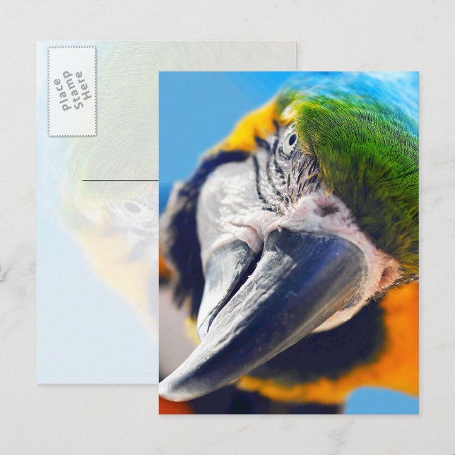 Farbenfrohe Macaw Face Postcard Postkarte (Vorne/Hinten)