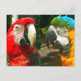 Farbenfrohe Macaws, Trinidad Postcard Postkarte