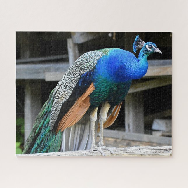 Farbenfrohe Männchen Peacock Puzzle (Horizontal)