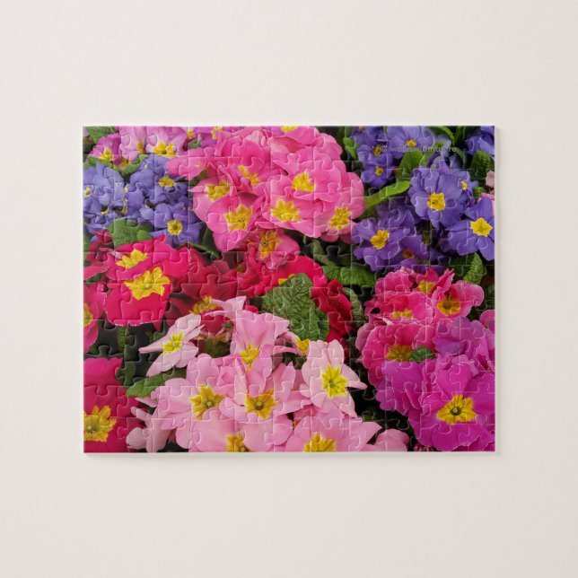 Farbenfrohe Medley Pink Blue Lila Primula Blume Puzzle (Horizontal)