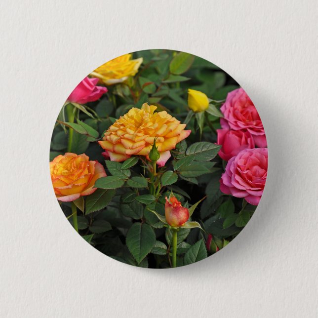 Farbenfrohe Miniatur-Rose Button (Vorderseite)