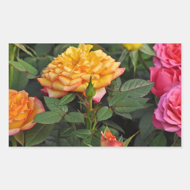 Farbenfrohe Miniatur-Rose Rechteckiger Aufkleber (Vorderseite)