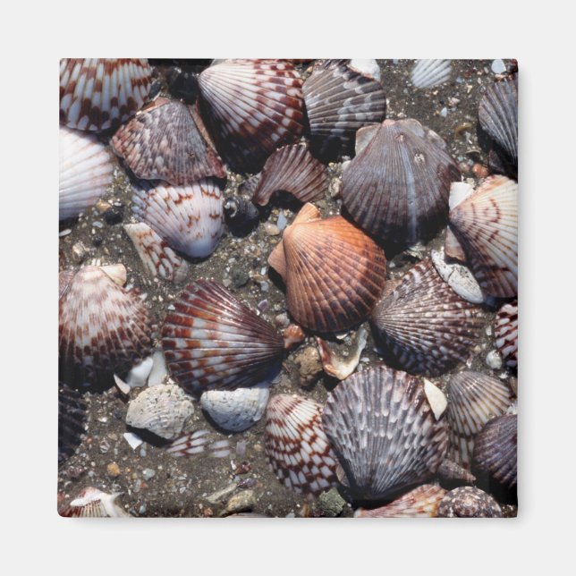Farbenfrohe Muscheln auf schwarzem Sand Magnet (Vorne)