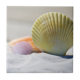 Farbenfrohe Muscheln im Sand Fliese