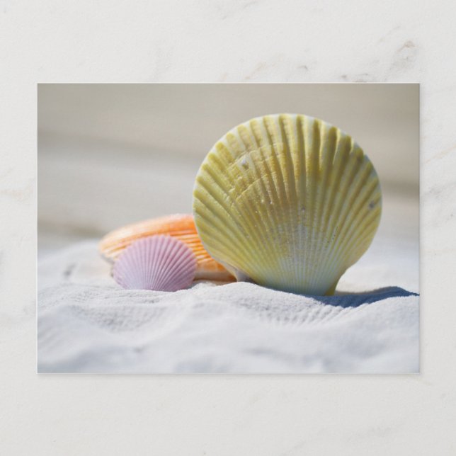Farbenfrohe Muscheln im Sand Postkarte (Vorderseite)