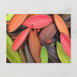 Farbenfrohe Muscheln Naturernte Saatkräuter Postkarte