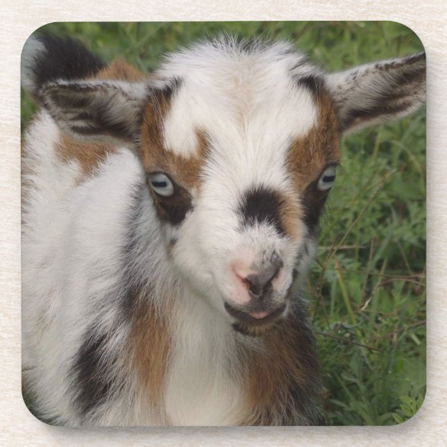 Farbenfrohe nigerianische Zwerge Milchziege Kind Getränkeuntersetzer (Vorderseite)