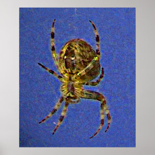 Farbenfrohe Orb Spider Poster