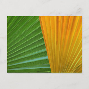 farbenfrohe-palmblätter von Petr Kratochvil Postka Postkarte