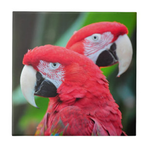 Farbenfrohe Papageienplakat Fliese