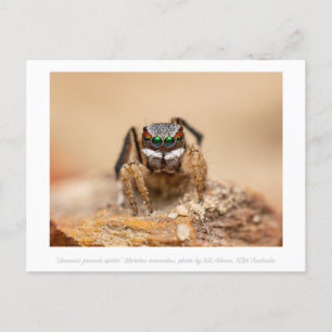 Farbenfrohe Peacock Spider Macro Fotografie  Postkarte