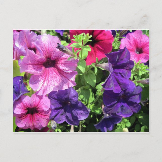 Farbenfrohe Petunias Postkarte (Vorderseite)