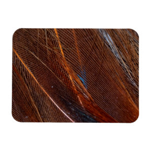 Farbenfrohe Pfauenfeder im Detail Magnet