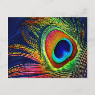 Farbenfrohe Pfauenfeder Postkarte