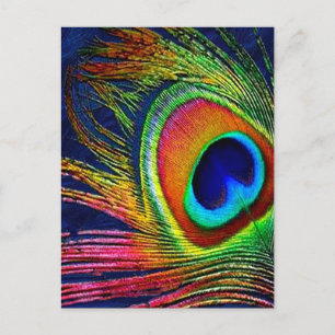 Farbenfrohe Pfauenfeder Postkarte
