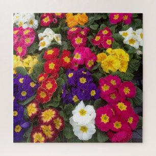 Farbenfrohe Polyanthus, Primrose-Blume Puzzle