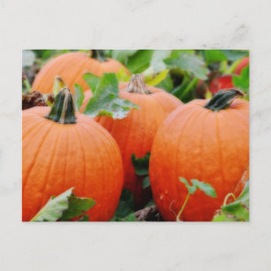 Farbenfrohe Pumpkins! Postkarte