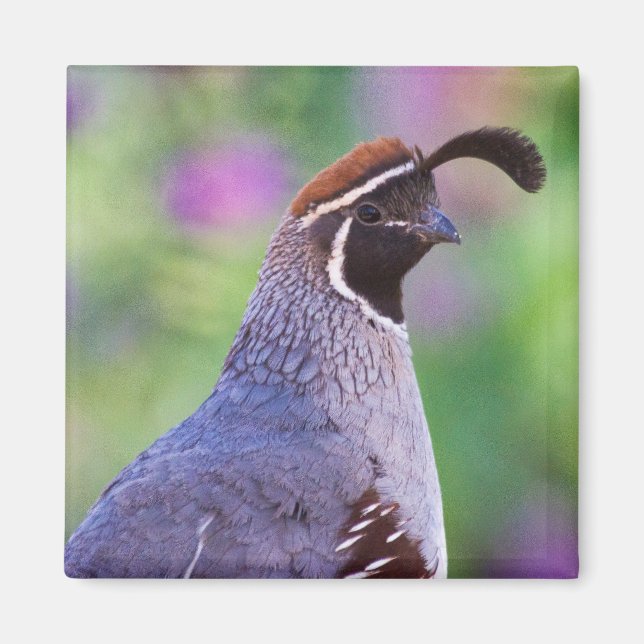 farbenfrohe Queste Magnet (Vorne)