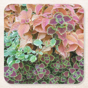 Farbenfrohe Rainbow Coleus Pflanze Fotografie Rechteckiger Pappuntersetzer