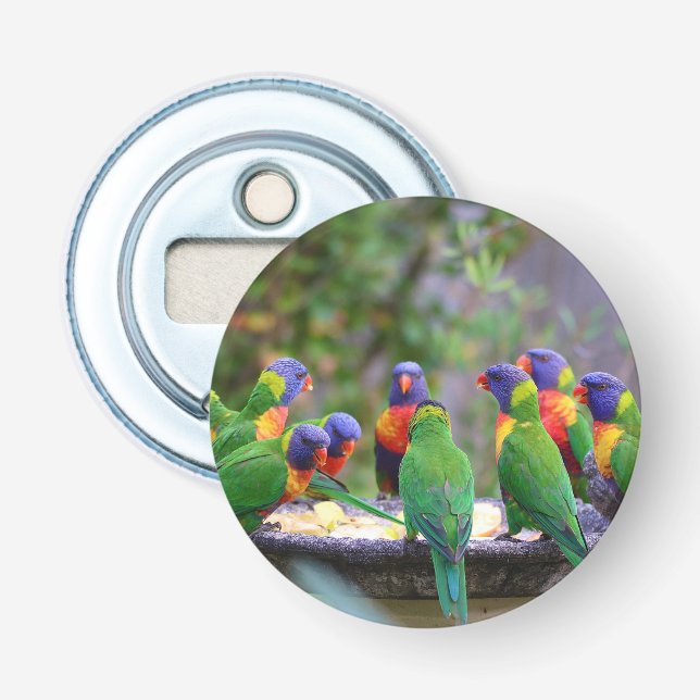 Farbenfrohe Regenbogen-Lorikeet-Papageien essen Flaschenöffner (Vorderseite)