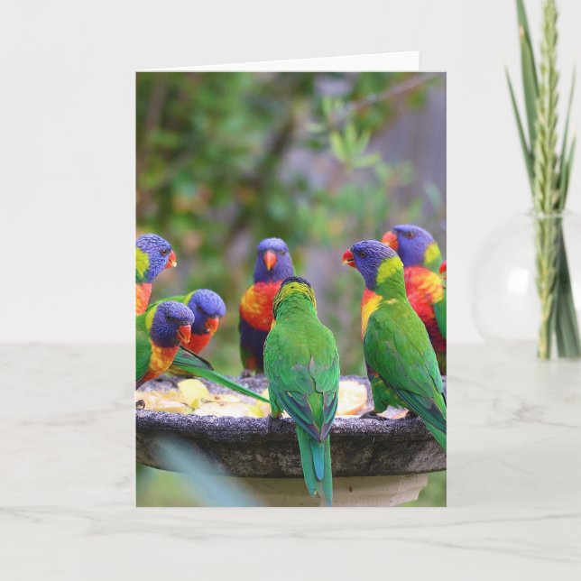 Farbenfrohe Regenbogen-Lorikeet-Papageien essen Karte (Vorderseite)