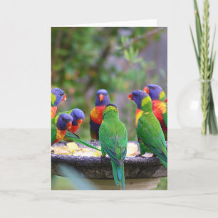 Farbenfrohe Regenbogen-Lorikeet-Papageien essen Karte
