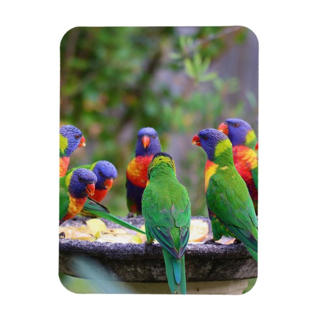 Farbenfrohe Regenbogen-Lorikeet-Papageien essen Magnet (Vertikal)