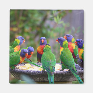 Farbenfrohe Regenbogen-Lorikeet-Papageien essen Magnet