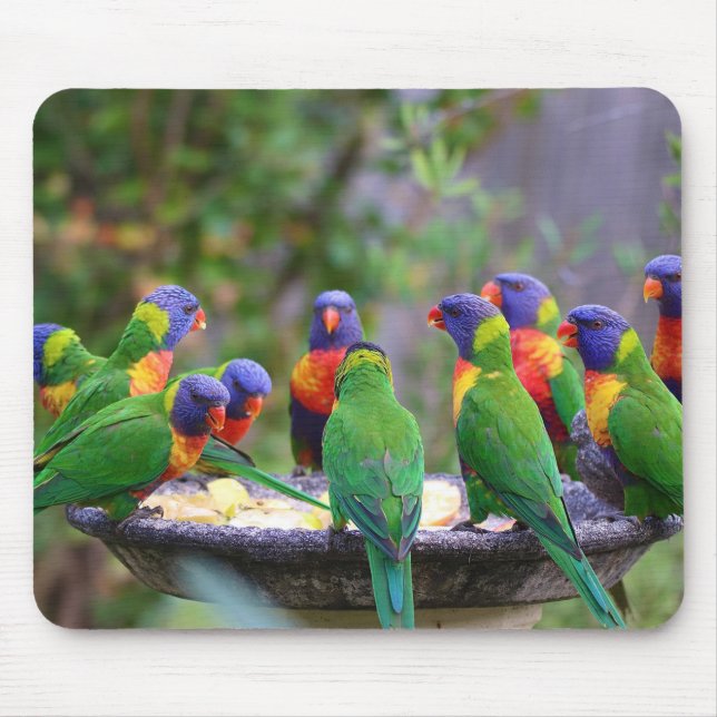 Farbenfrohe Regenbogen-Lorikeet-Papageien essen Mousepad (Vorne)