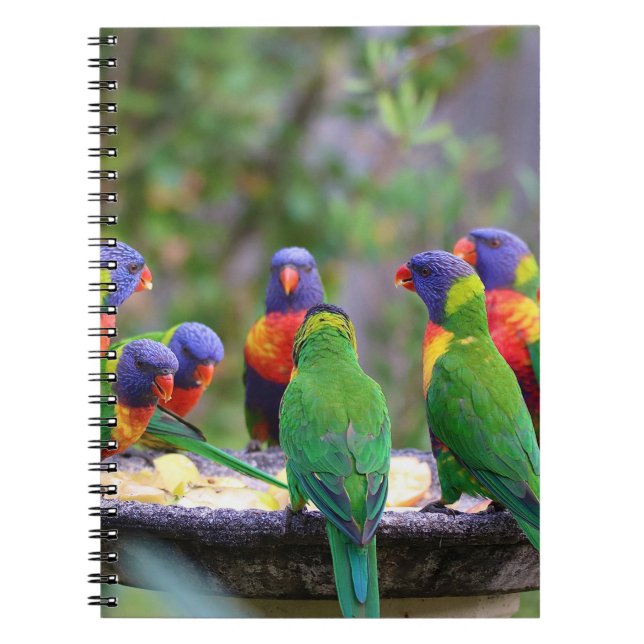 Farbenfrohe Regenbogen-Lorikeet-Papageien essen Notizblock (Vorderseite)