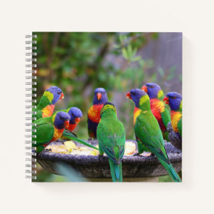 Farbenfrohe Regenbogen-Lorikeet-Papageien essen Notizbuch