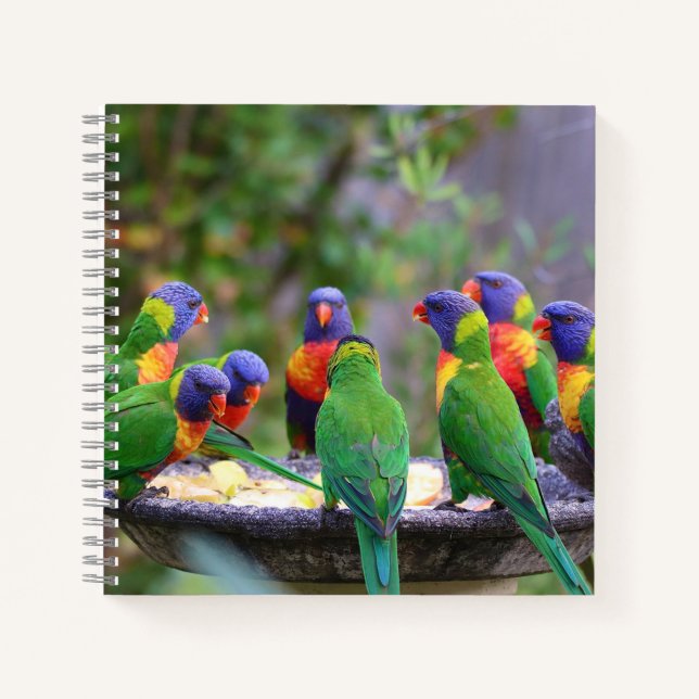 Farbenfrohe Regenbogen-Lorikeet-Papageien essen Notizbuch (Vorderseite)