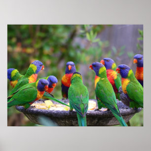 Farbenfrohe Regenbogen-Lorikeet-Papageien essen Poster